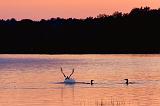 Three Loons At Sunset_17783